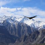 Un águila vuela majestuosamente sobre una cadena montañosa cubierta de glaciares, con los nevados de Chile.